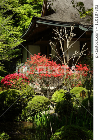 寂光院的霧島杜鵑花 寂光院的霧島杜鵑花 110187802