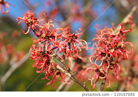 Witch hazel flower (ruby glow) 110187888
