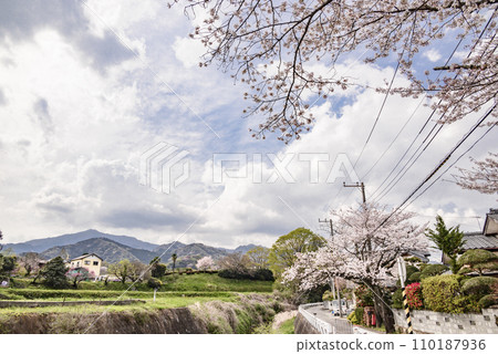 Cherry blossoms and rural scenery 110187936