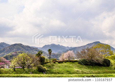 山間櫻花盛開的景色 110187937