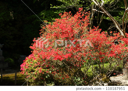 Kirishima azalea at Jakkoin Temple 110187951