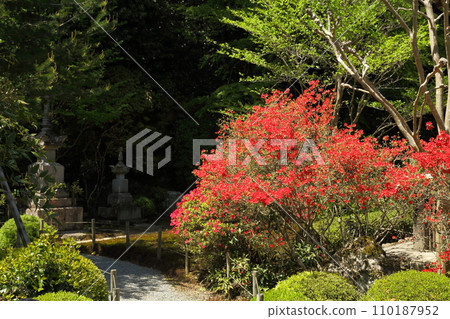 Kirishima azalea at Jakkoin Temple 110187952