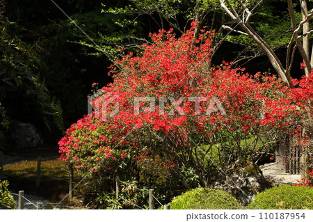 Kirishima azalea at Jakkoin Temple 110187954