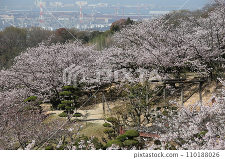 Scenery with cherry blossoms 110188026