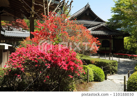 寂光院的霧島杜鵑花 110188030