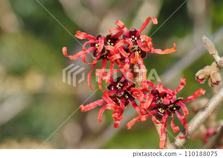 Witch hazel flower (Diana) 110188075