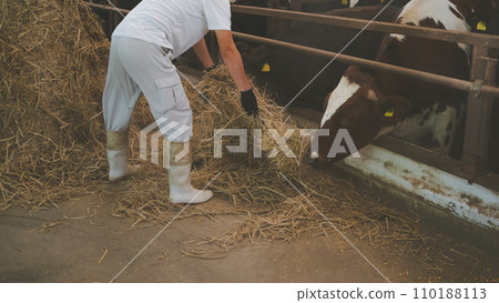 奶牛 牲口 牛 110188113