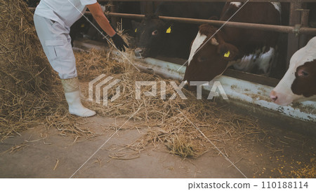 奶牛 牲口 牛 110188114