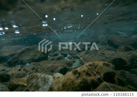 水生的 水下 在水中 110188115