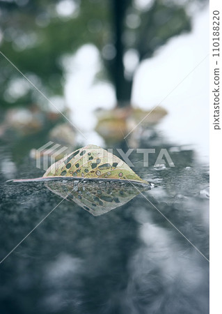 落葉 落葉 110188220