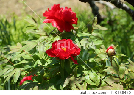 Peony flowers on the approach to Jakkoin Temple 110188430