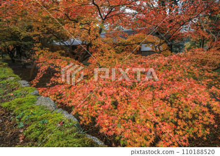 Autumn leaves of Akitsuki Autumn leaves of Akitsuki 110188520