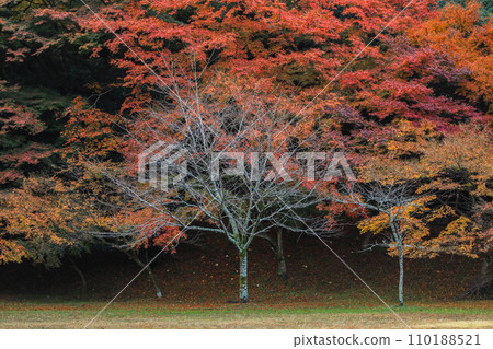 Autumn leaves of Akitsuki Autumn leaves of Akitsuki 110188521