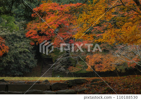 Autumn leaves of Akitsuki 110188530