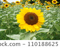 sunflower	 110188625
