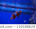 Anemone fish 110188628