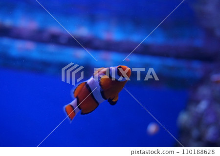 Anemone fish 110188628
