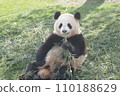 Panda eating bamboo 110188629