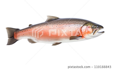 A salmon fish on the transparent background A salmon fish on the transparent background 110188843