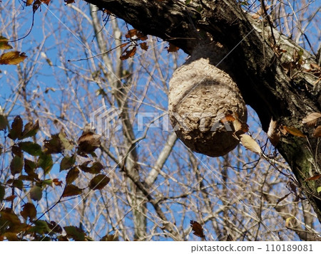 honeycomb honeycomb 110189081