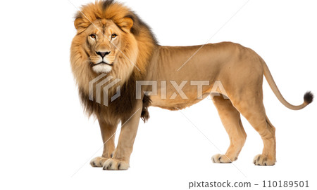A lion on the transparent background A lion on the transparent background 110189501
