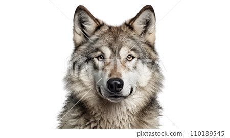 A wolf on the transparent background A wolf on the transparent background 110189545
