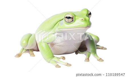 Frog beautiful colorful on the transparent background 110189547