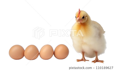A chicken mom with eggs and baby chicken on the transparent background 110189627