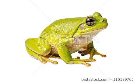 Frog beautiful colorful on the transparent background Frog beautiful colorful on the transparent background 110189765