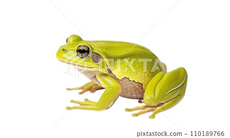 Frog beautiful colorful on the transparent background Frog beautiful colorful on the transparent background 110189766