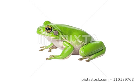 Frog beautiful colorful on the transparent background Frog beautiful colorful on the transparent background 110189768
