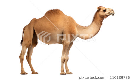 A camel on the transparent background 110189786