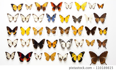 Collection Butterfly on the isolated background Collection Butterfly on the isolated background 110189815