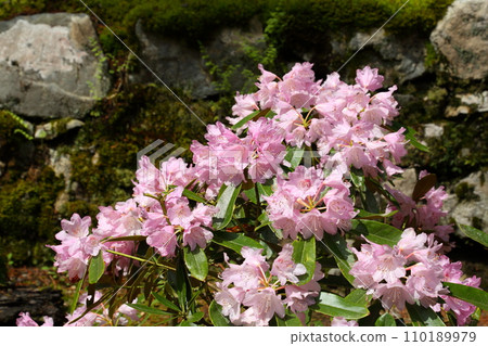 萊禦院的石楠岡 萊禦院的石楠岡 110189979