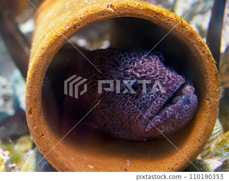 Moray eel Moray eel 110190353