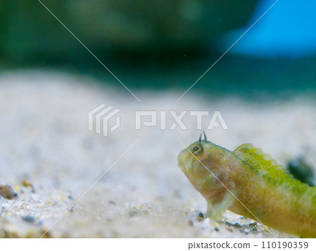 小金波,你覺得怎麼樣? 小金波,你覺得怎麼樣? 110190359