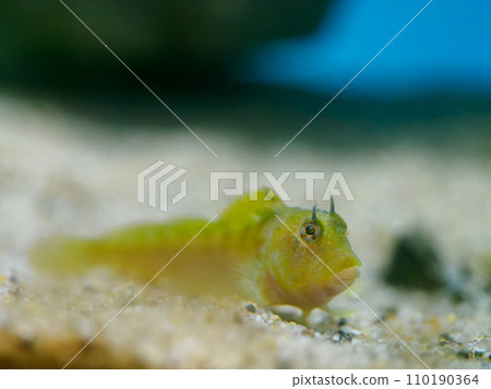 Gachipin on Ginpo's face 110190364