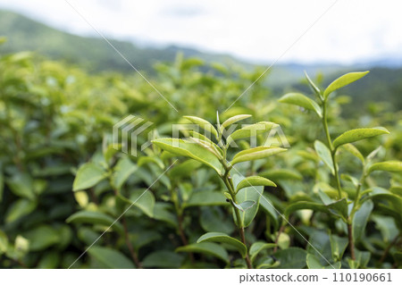 Top of Green tea leaf in the morning, tea plantation Top of Green tea leaf in the morning, tea plantation 110190661