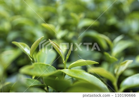 Top of Green tea leaf in the morning, tea plantation 110190666