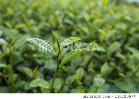 Top of Green tea leaf in the morning, tea plantation 110190674