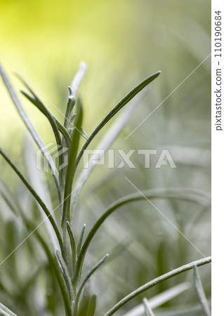 Fresh Rosemary Herb grow outdoor. Rosemary leaves Close-up. Fresh Rosemary Herb grow outdoor. Rosemary leaves Close-up. 110190684