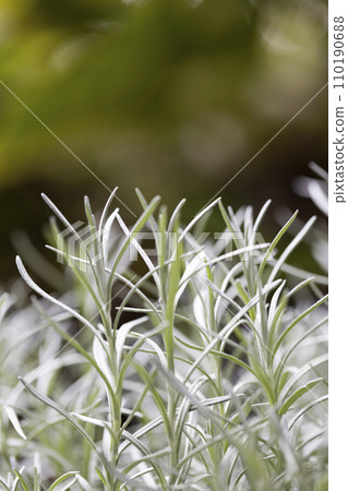 Fresh Rosemary Herb grow outdoor. Rosemary leaves Close-up. Fresh Rosemary Herb grow outdoor. Rosemary leaves Close-up. 110190688