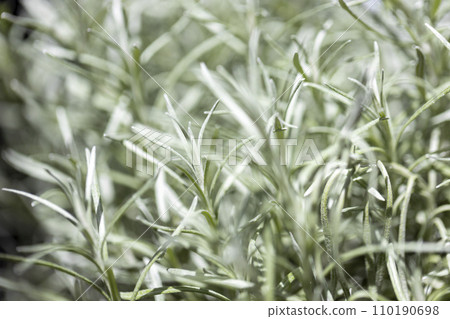 Fresh Rosemary Herb grow outdoor. Rosemary leaves Close-up. Fresh Rosemary Herb grow outdoor. Rosemary leaves Close-up. 110190698