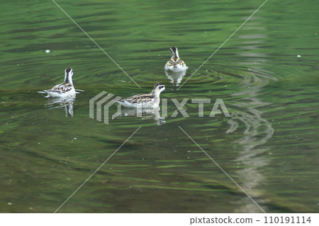 3 snipes 3 snipes 110191114