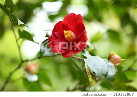 Camellia on the approach to Raigoin Camellia on the approach to Raigoin 110191907