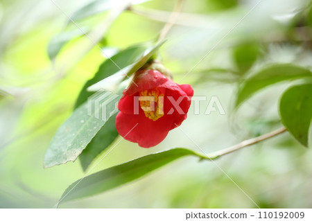 Camellia on the approach to Raigoin 110192009