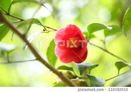 Camellia on the approach to Raigoin 110192010