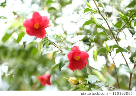 Camellia on the approach to Raigoin 110192095