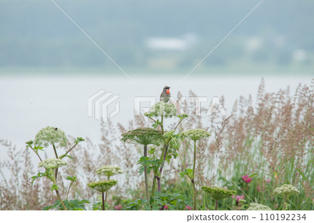 Nogoma of Lake Komuke 110192234