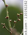 plum blossom bud 110192282